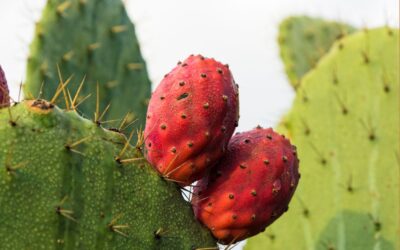 Nopal: the green gold of Mexico, gastronomy and tradition.
